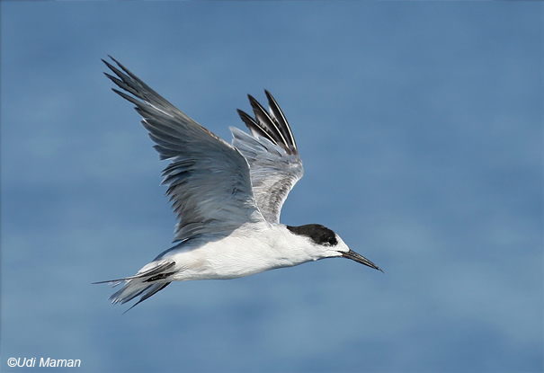  שחפית שוניות  Bridled Tern  Sterna anaethetus                                   אילת,אוגוסט 2007,צלם-אודי ממן.